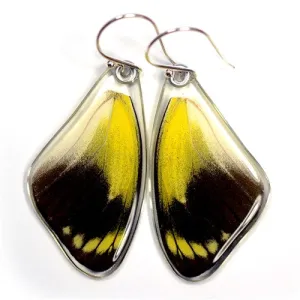 Butterfly earrings, Red Delias Butterfly. top wings